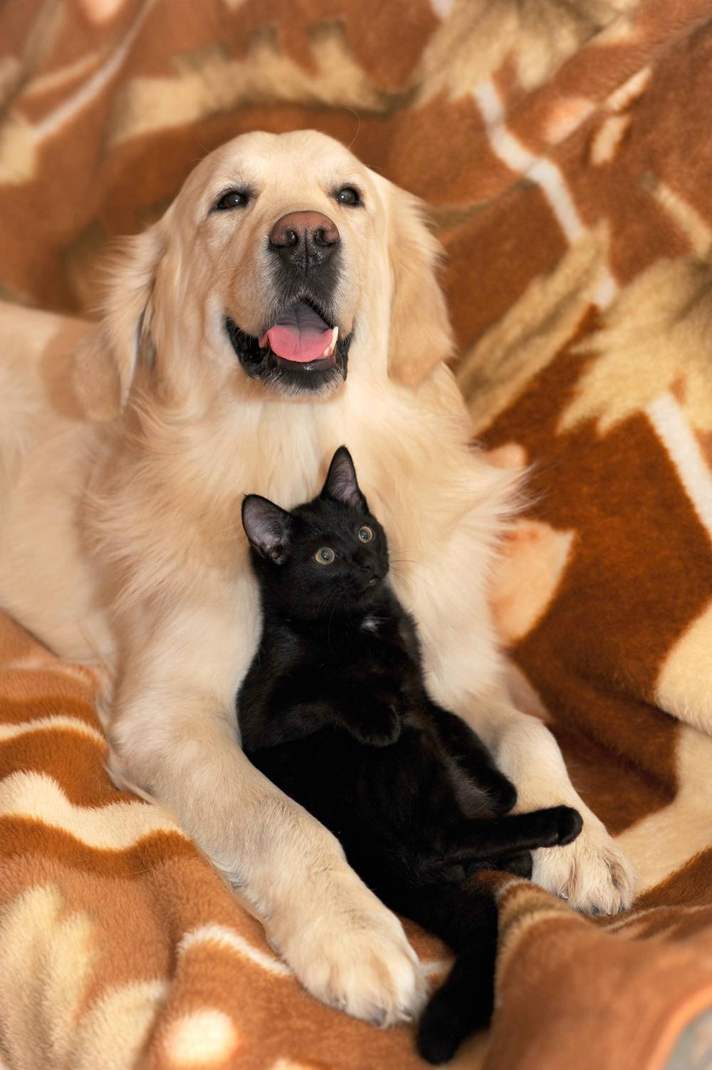 Un chien et un chat blottis l'un contre l'autre, illustrant la double spécialité