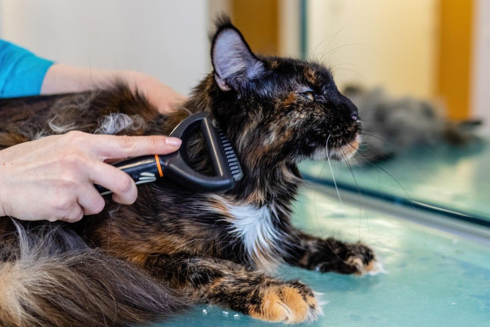 Chat pris en charge par un professionnel du secteur animalier