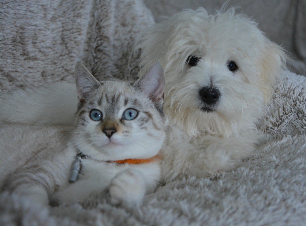Un chat et un chien allongés côte à côte, illustrant les deux spécialités du certificat ACACED