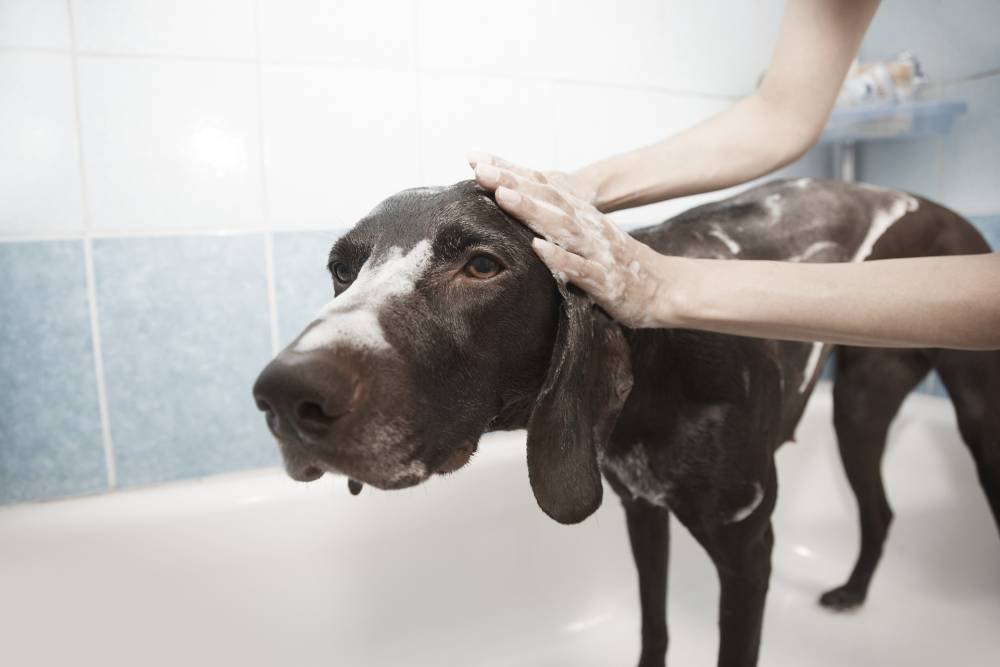 Toiletteur professionnel s'occupant d'un chien en salon